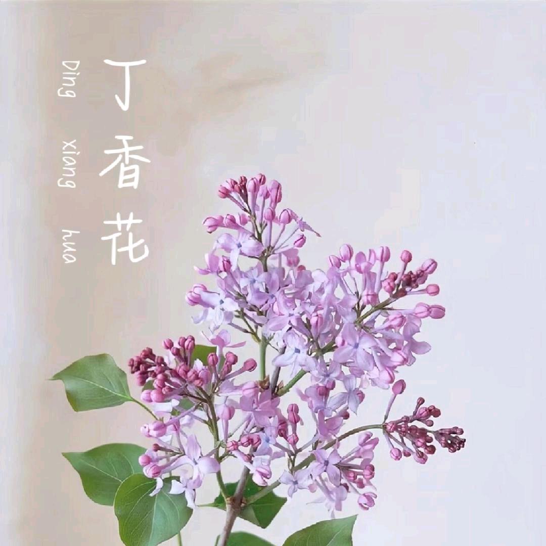 昌乐丁政华中医诊所
