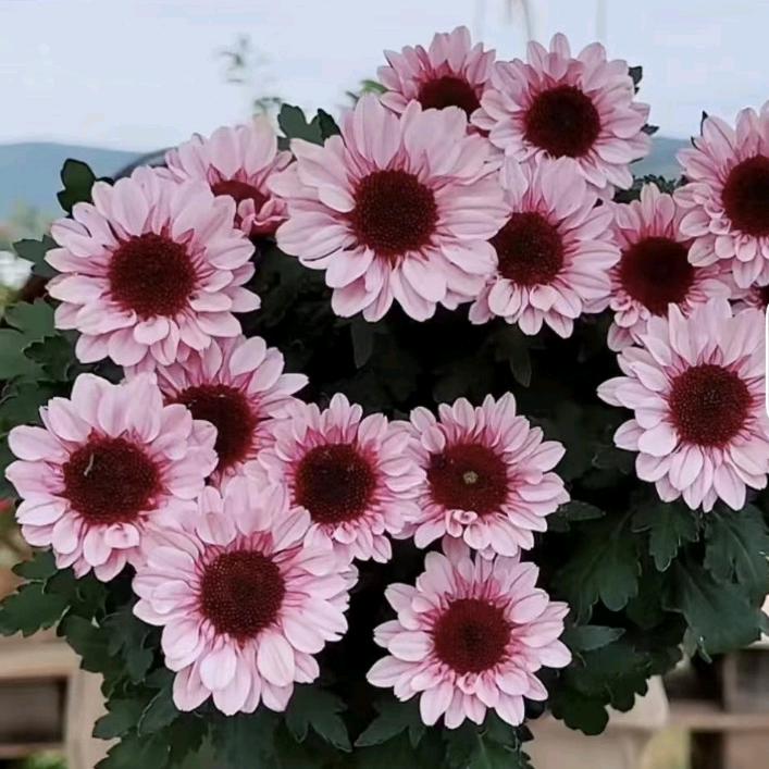 🌈🍀冰雪🌸🌈