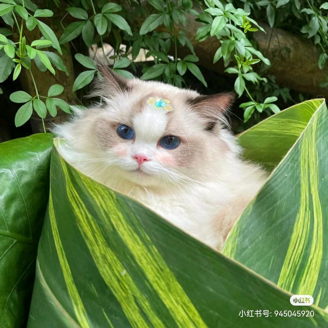 稳稳的幸福