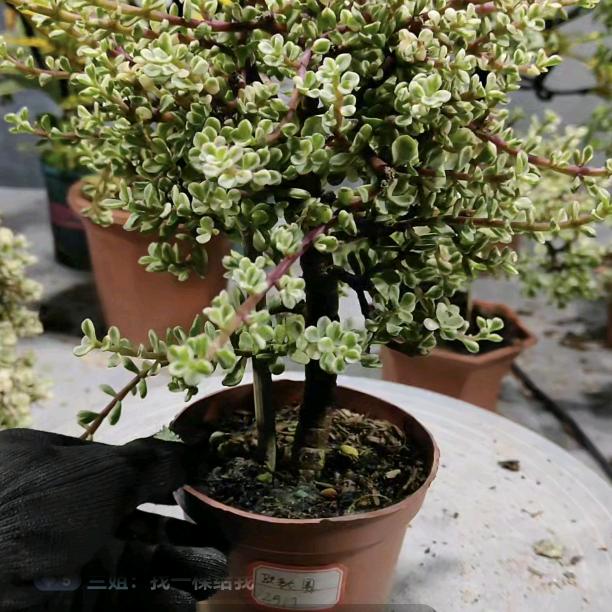 涉外职高-贾主任