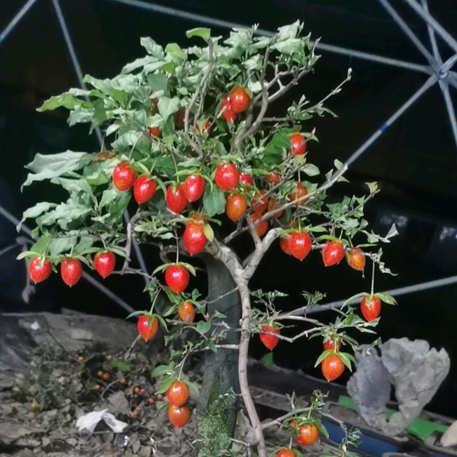 鸟巢老鸦柿专场