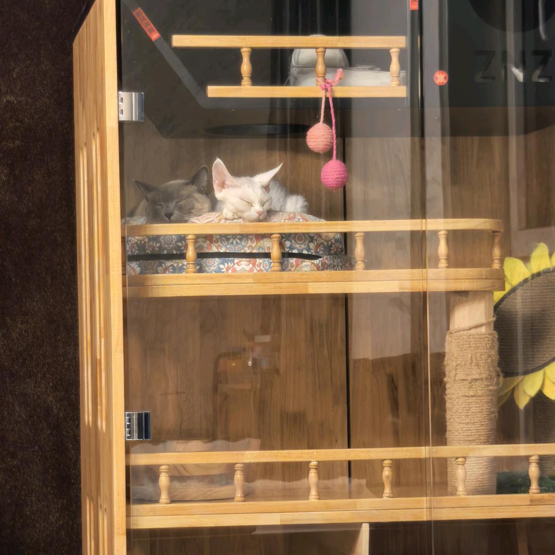 可爱的小猫猫呀！