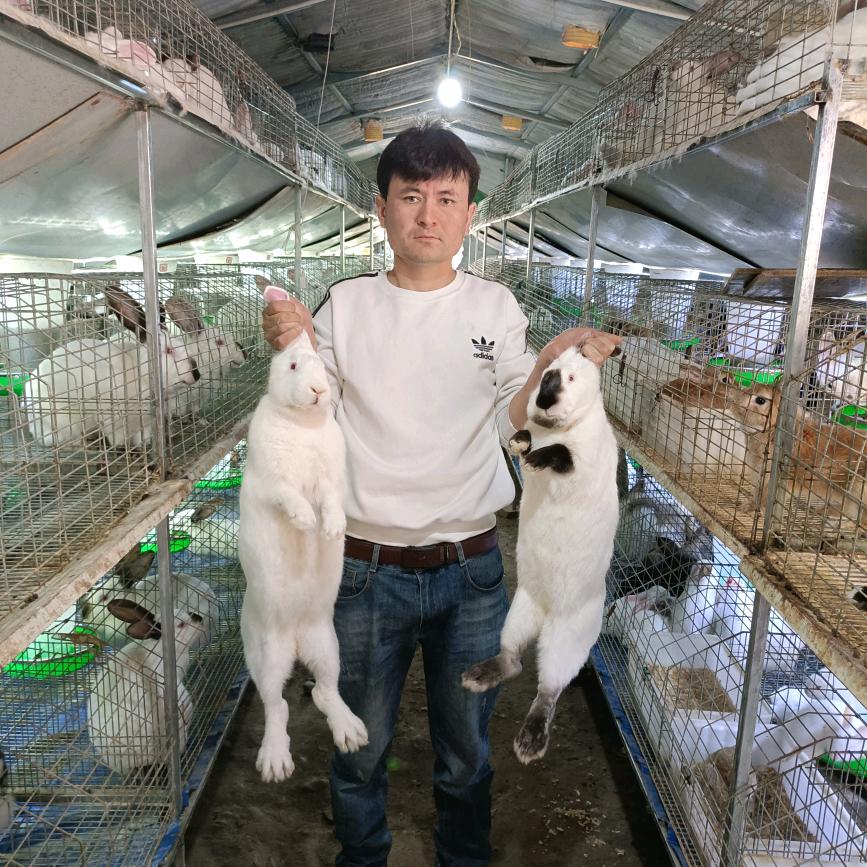 奥斯曼兔子🐇🐇