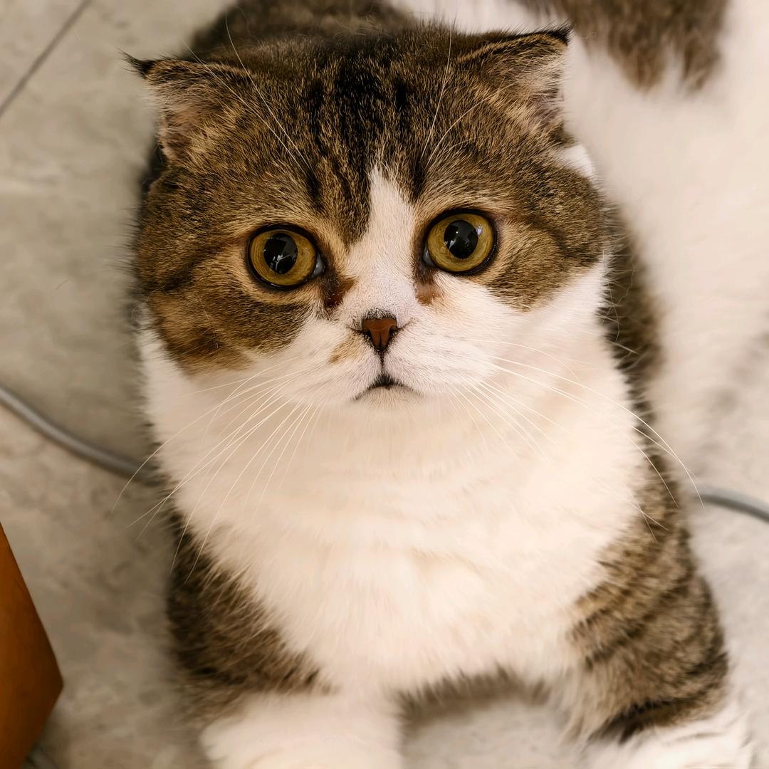 猫主儿