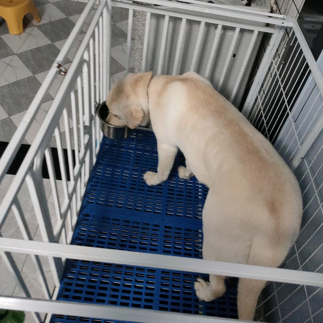 粽紫（三角洲行动）