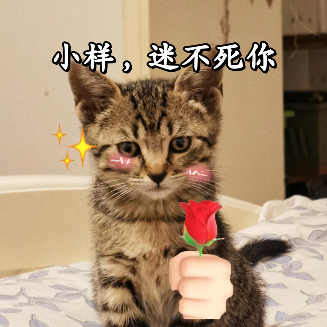 大宝是只猫(也叫麦当劳)