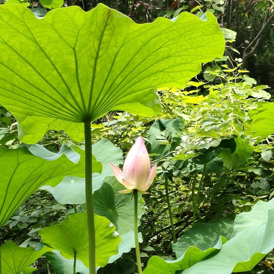 爱吃韭菜盒子