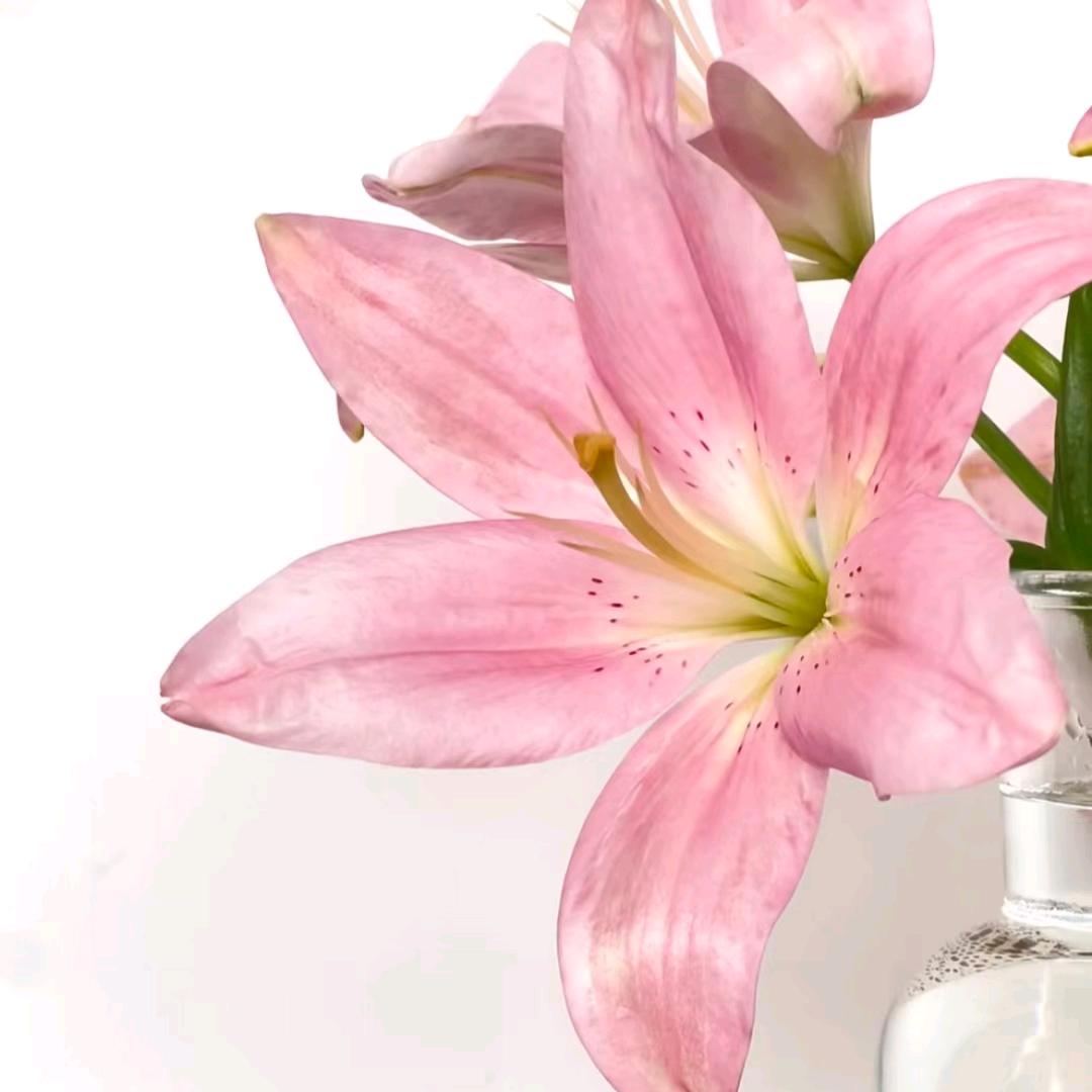 🌸快乐ᨶ႒ᩚ随心ᥫᩣ