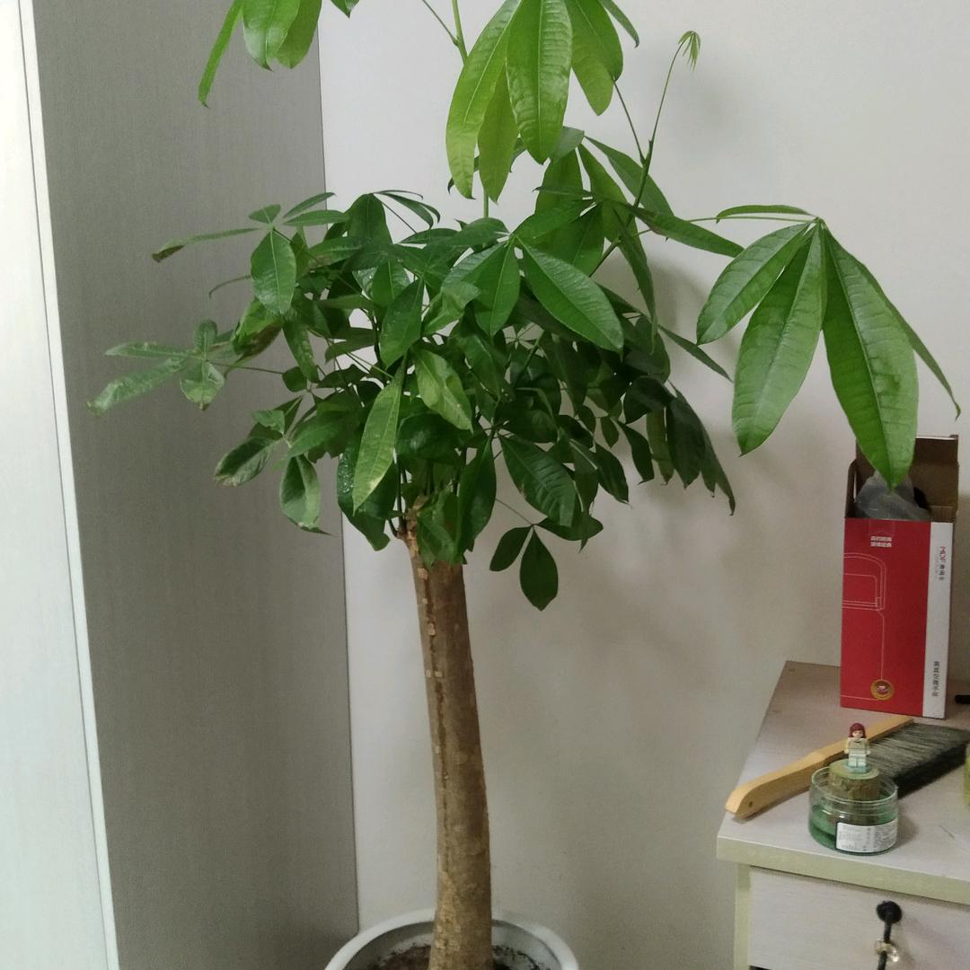 葉