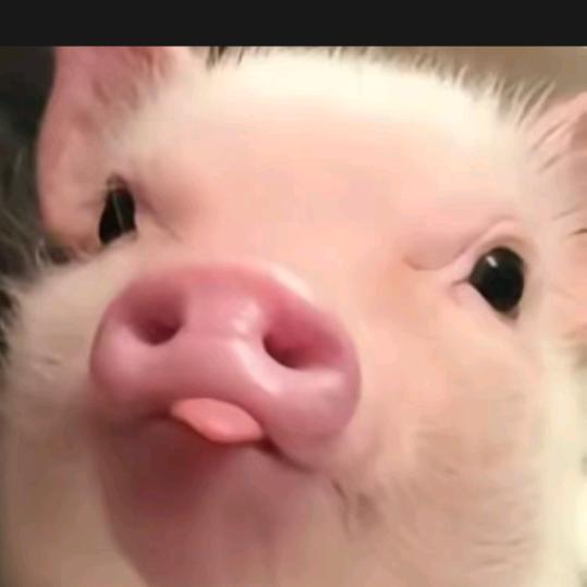 羽毛球