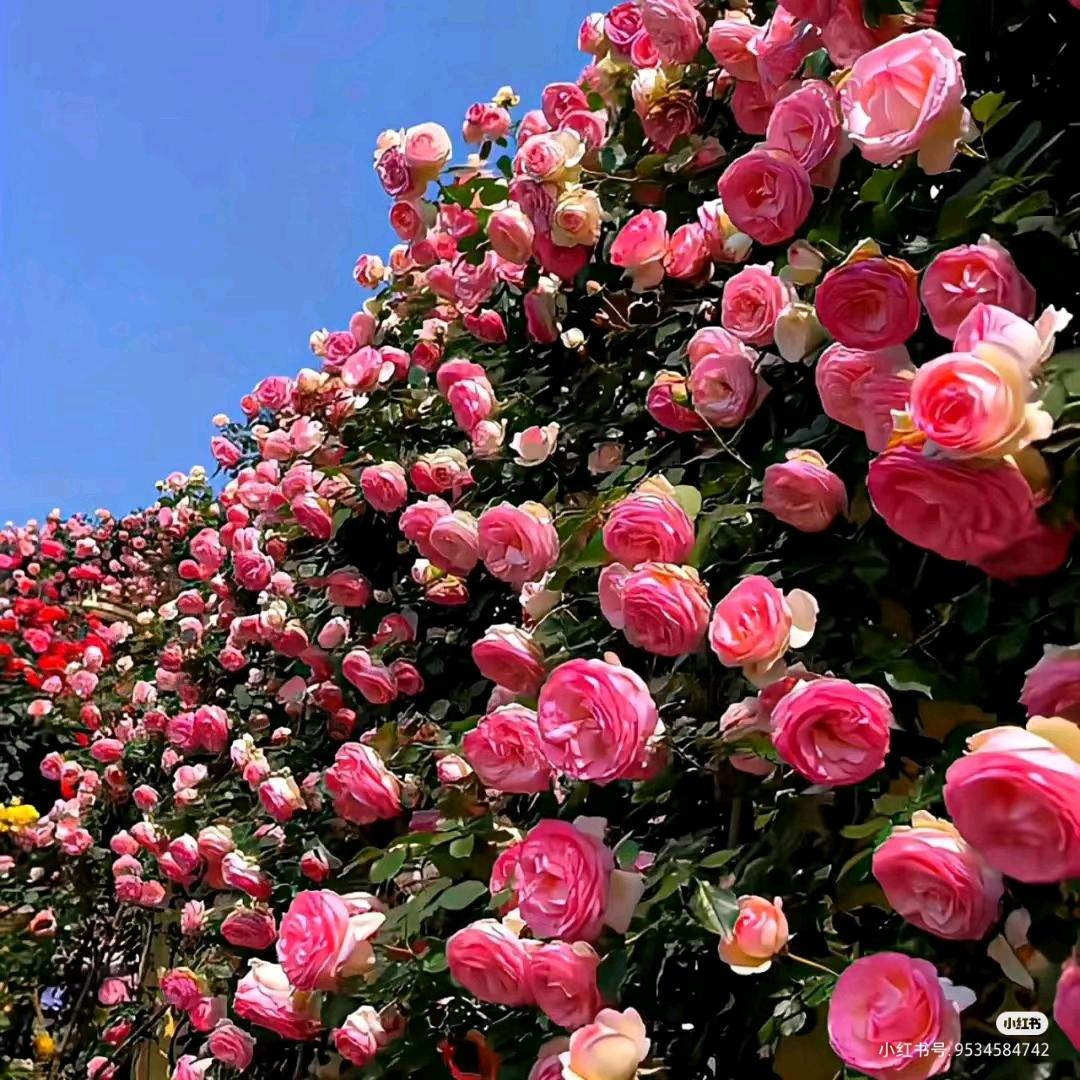 不是飞机大王🍒