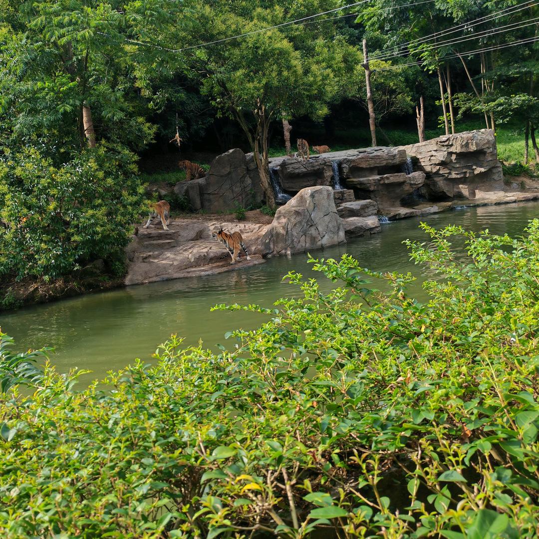 🌹🌹小老头🌹🌹