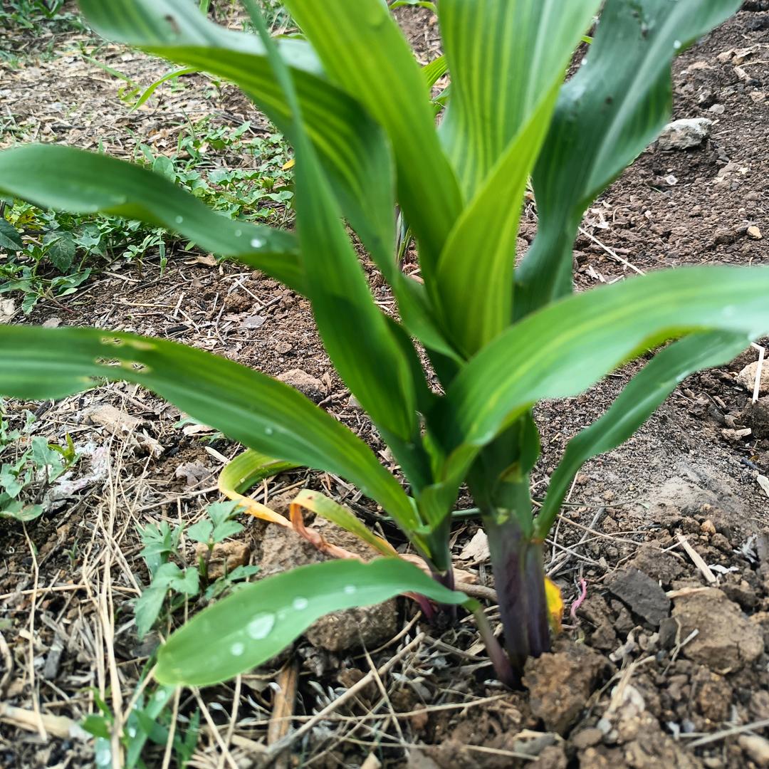 雨