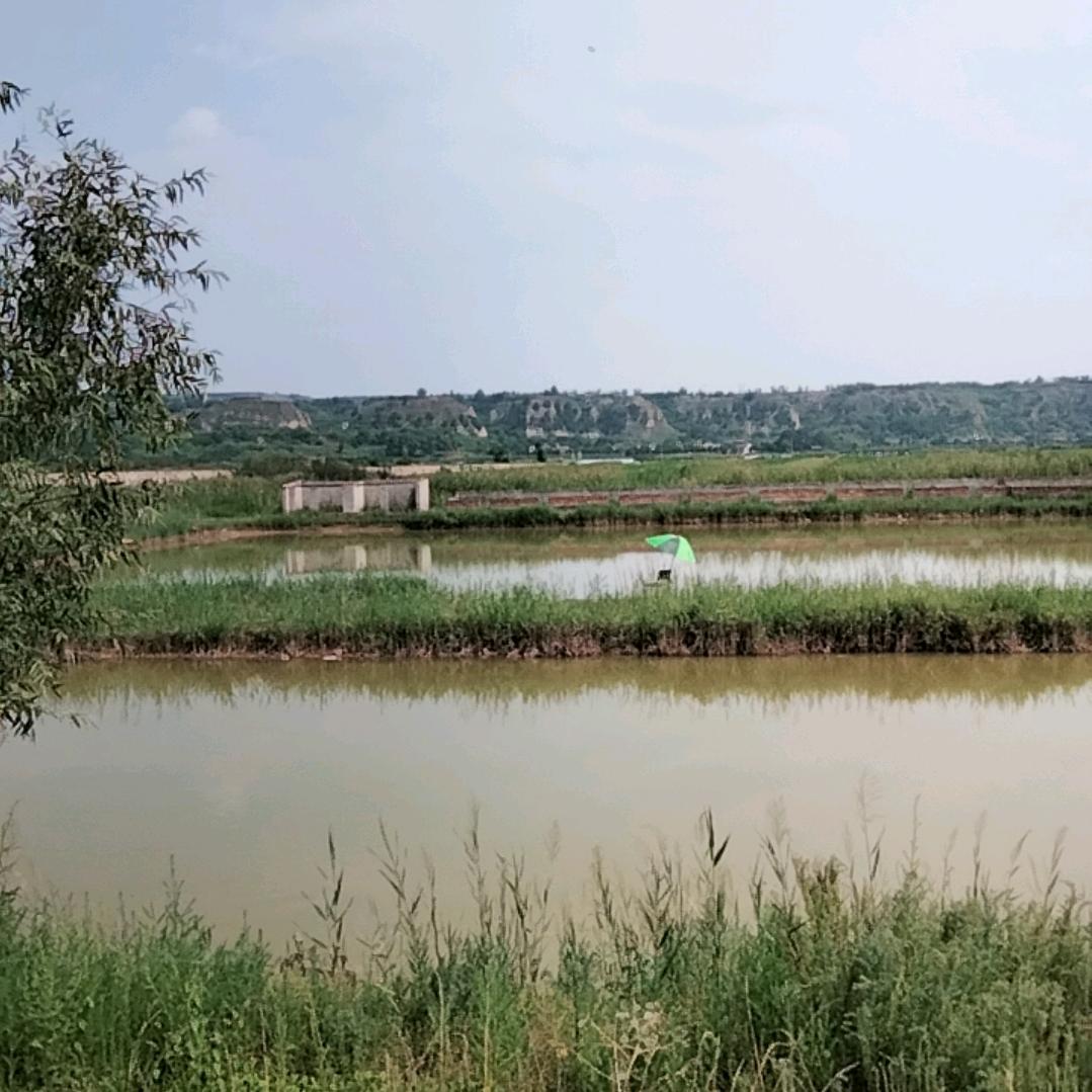 伏龙垂钓园老赵