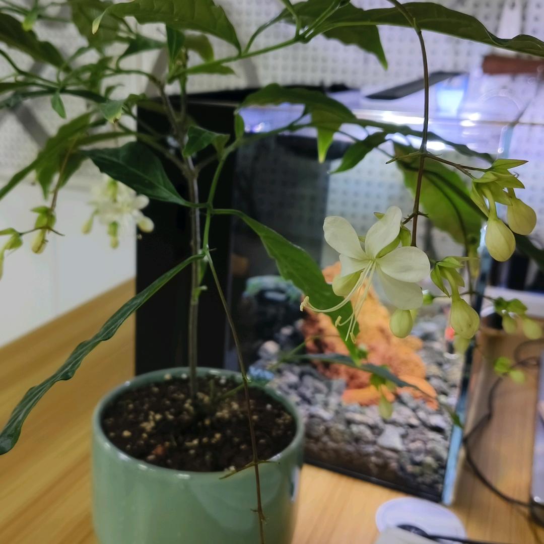 想个名字太费劲