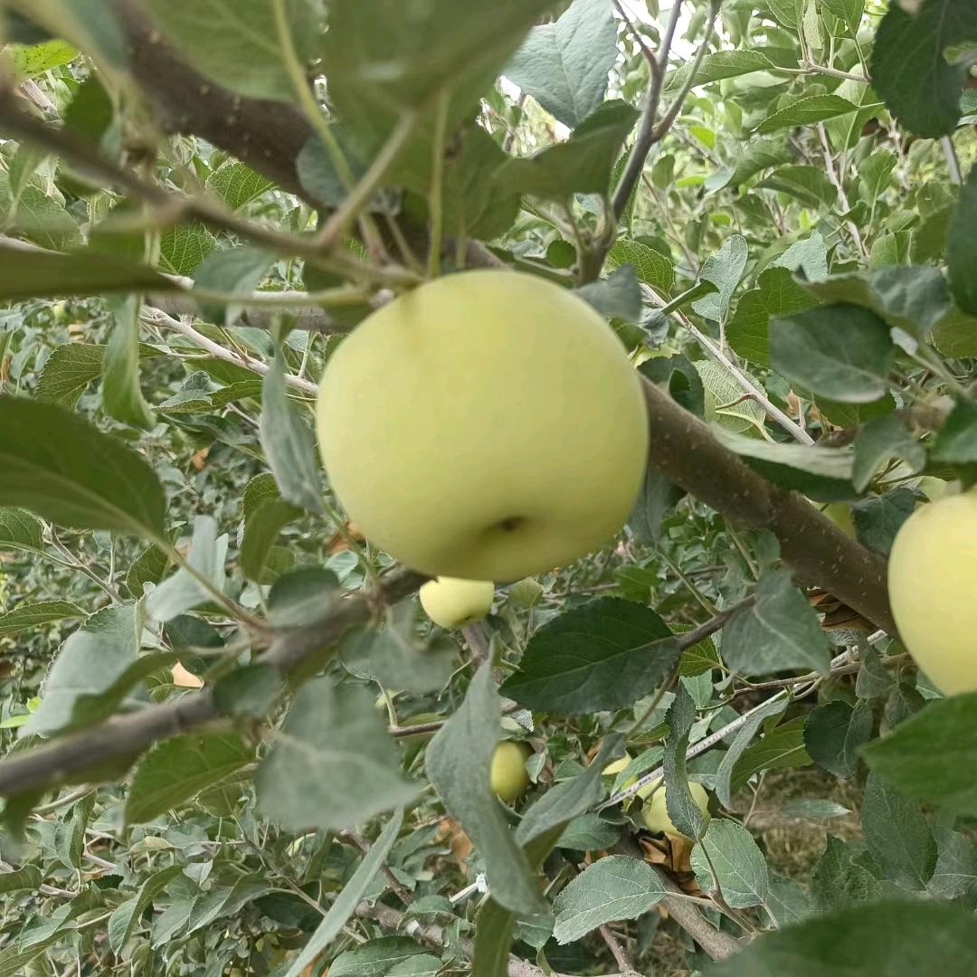 柒柒