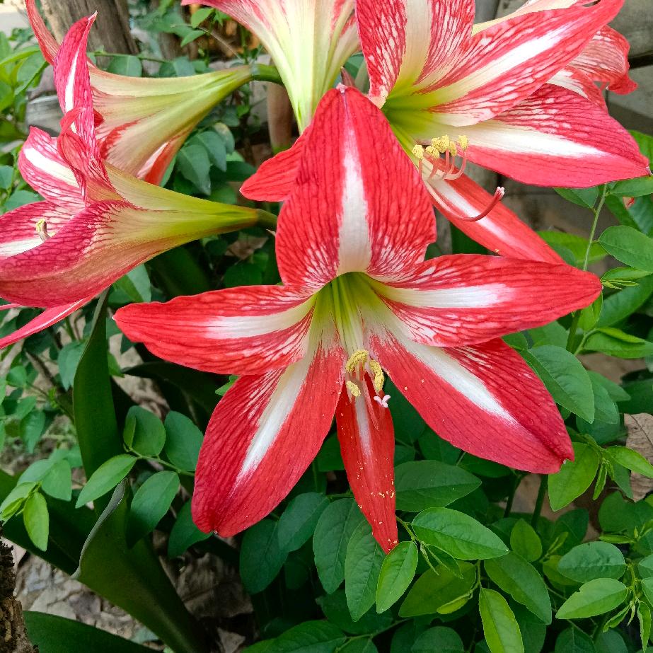 用户5333064372110陶琼英🌹
