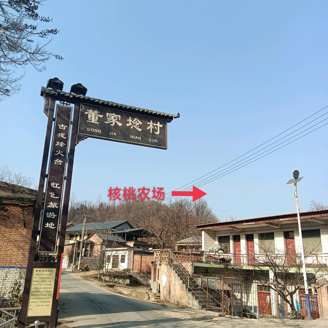 朱阳高山核桃