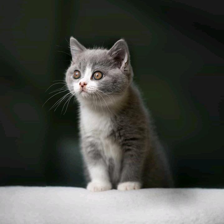 小板凳
