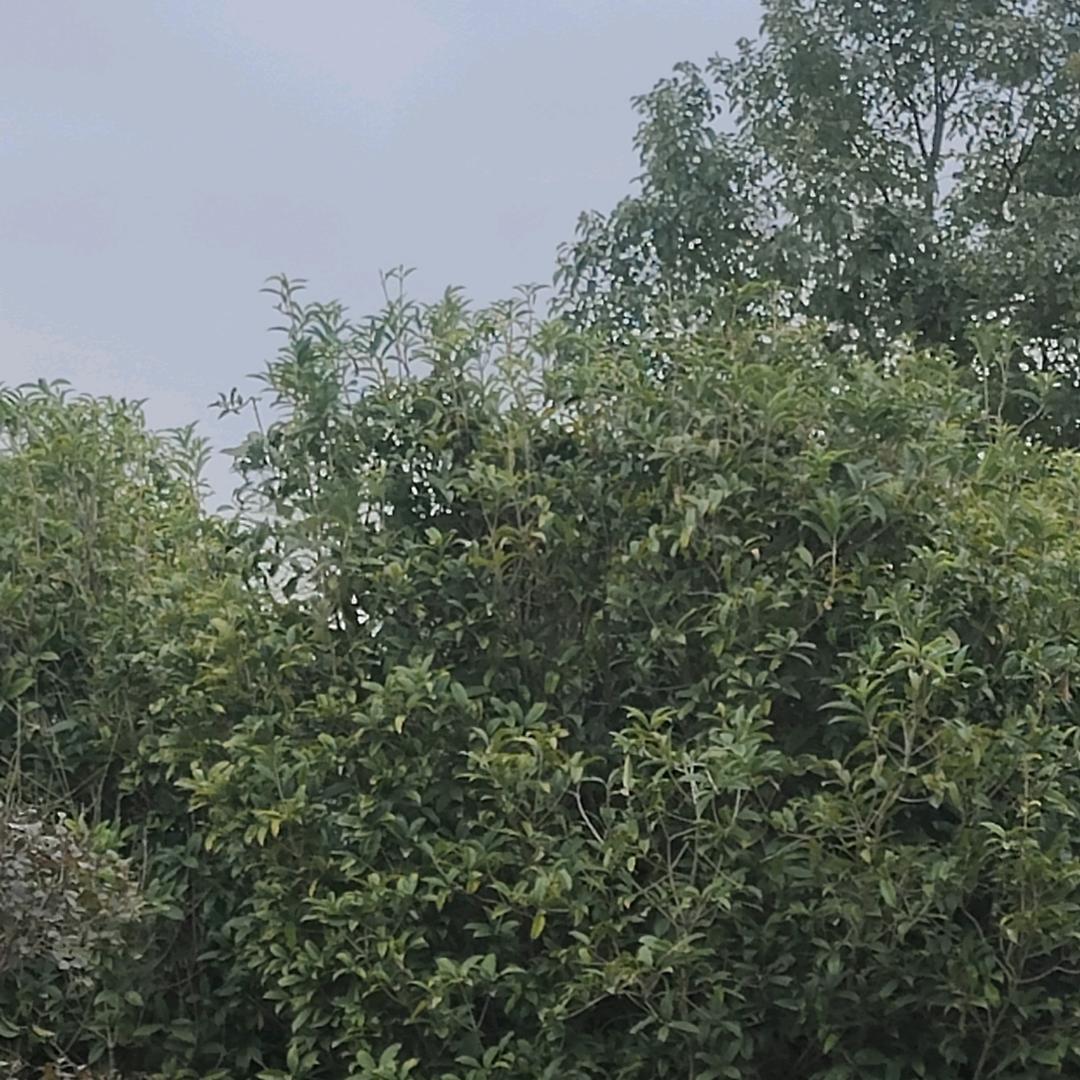 秦