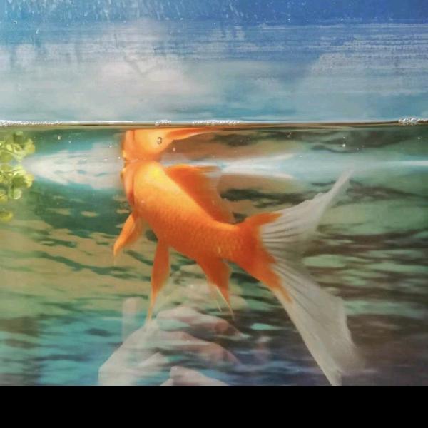 会飞的鱼🐠