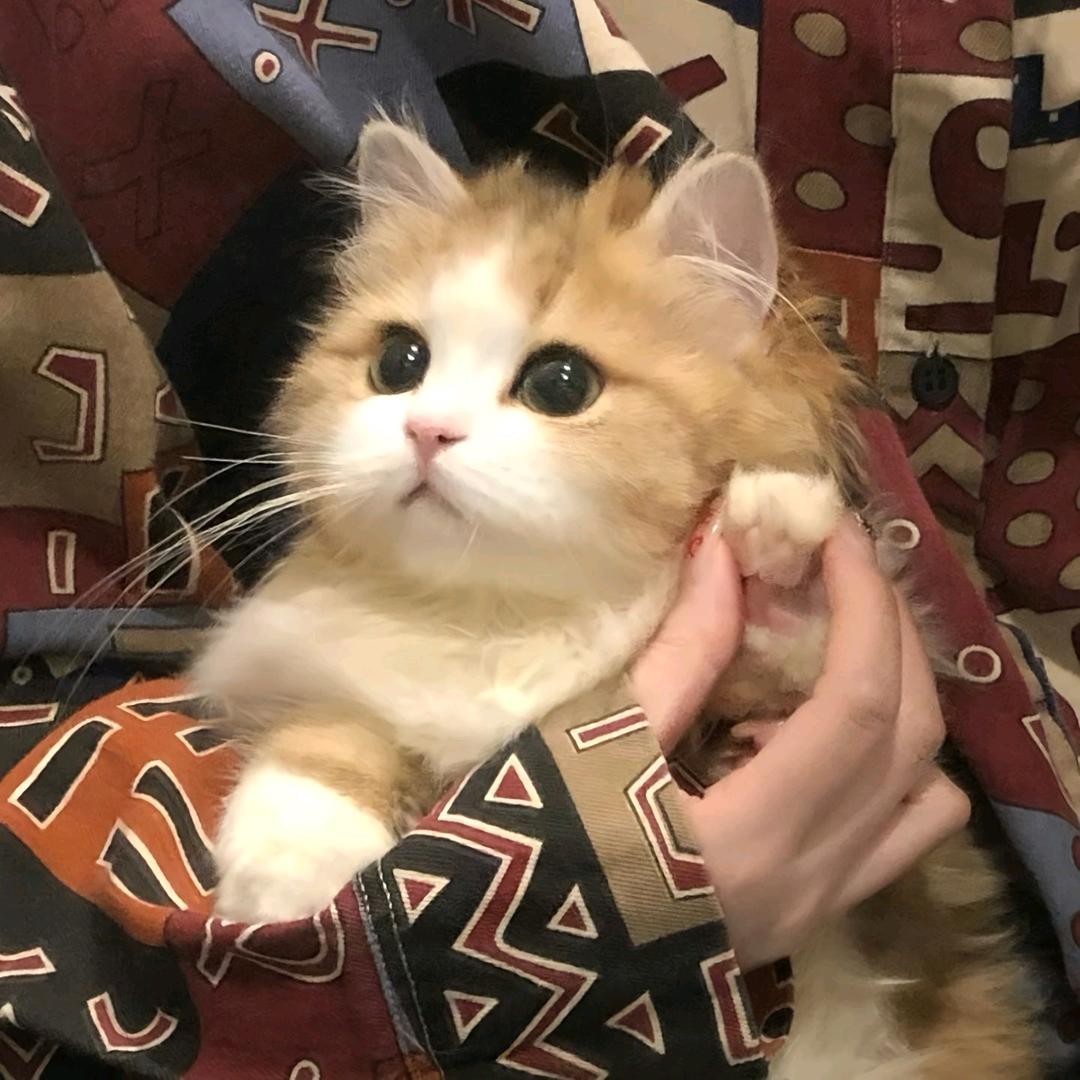 萌喵喵