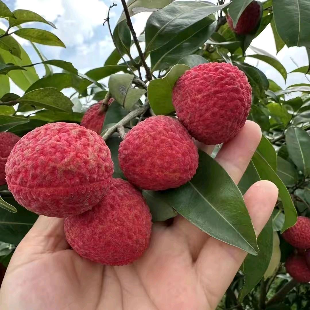 寄春骆宗果树苗木专卖店