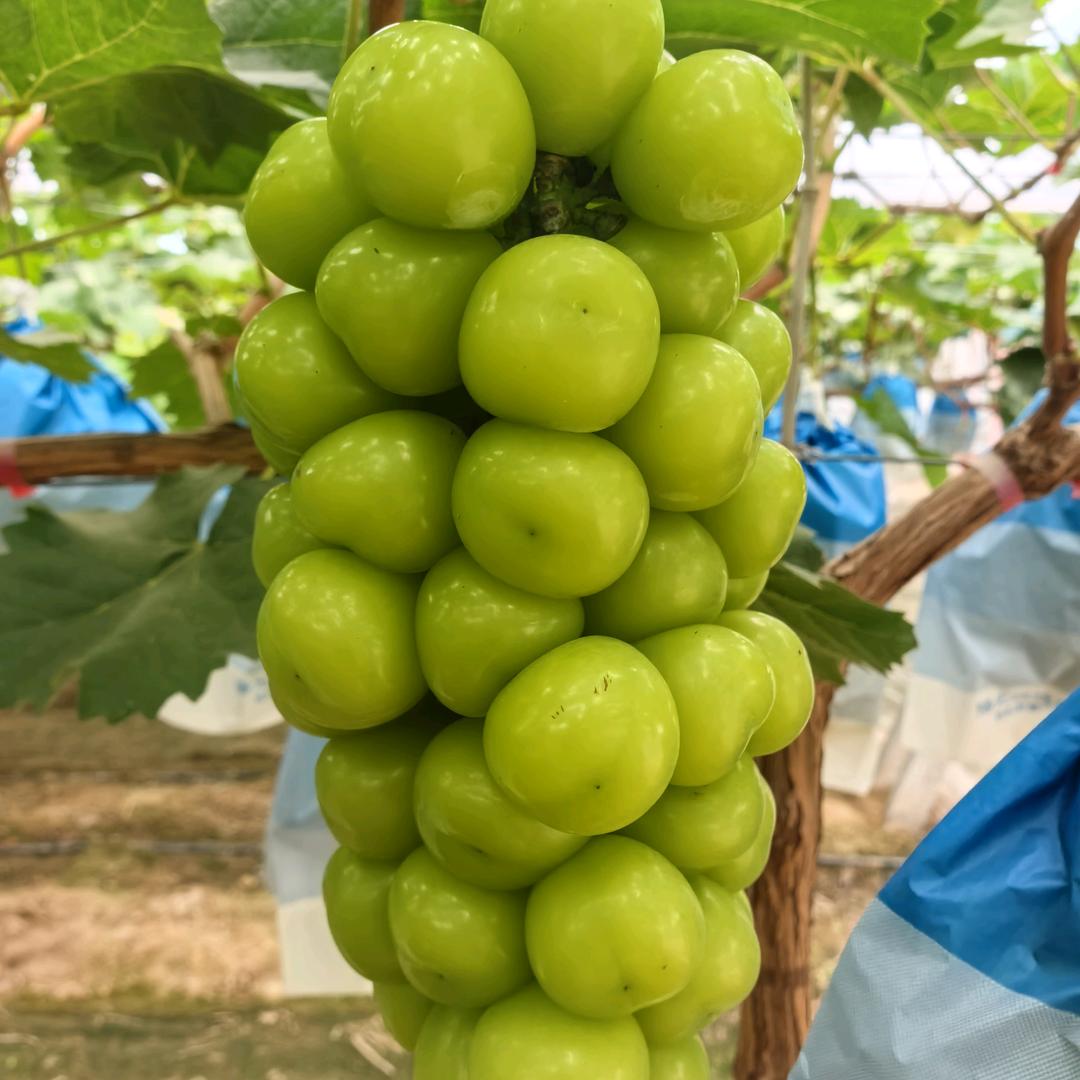 龙先生产地水果供应链