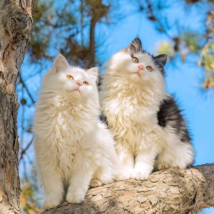 依莱玲传媒工作室