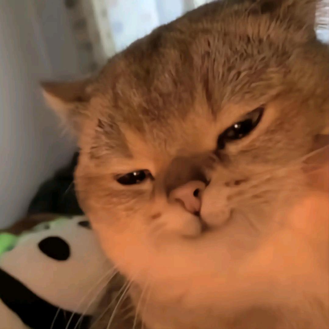 枫桦