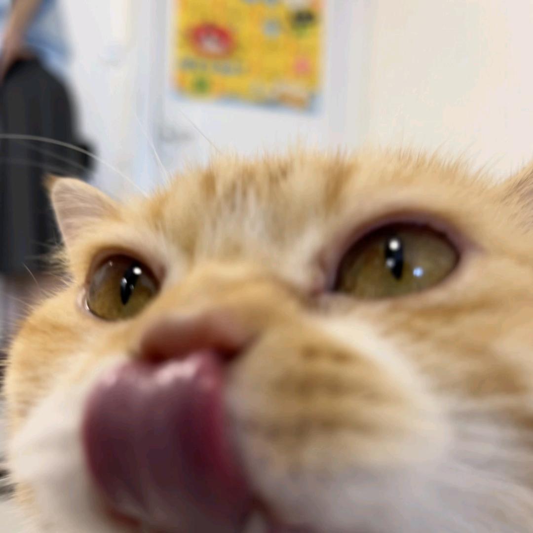 🐱喜子的小集市