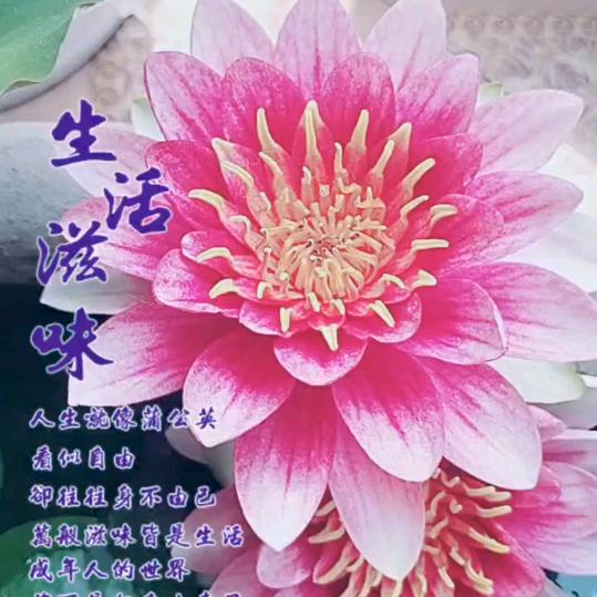 女人要学会坚强