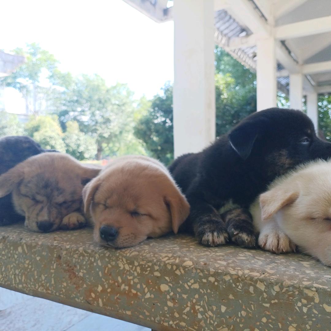 家庭萌宠田园犬
