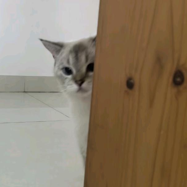 猹。