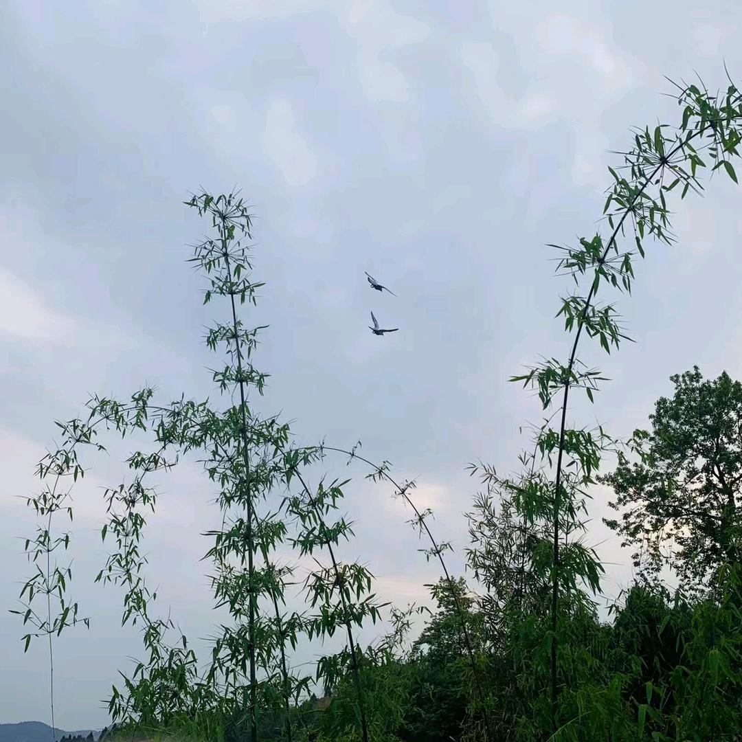 🍂᭄ཽ࿆醒悟꧔ꦿ᭄❀ ͜