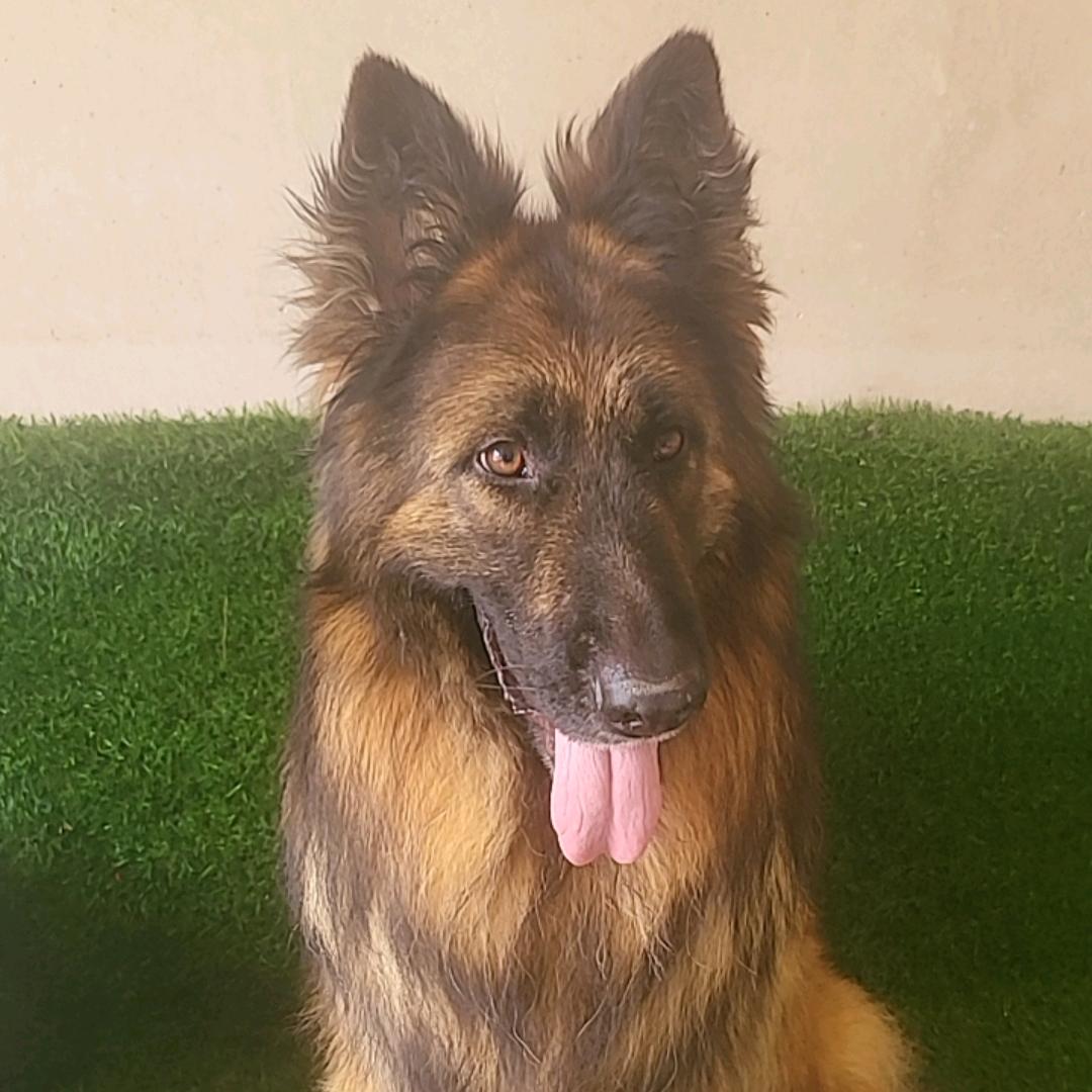 精品西德长毛牧羊犬