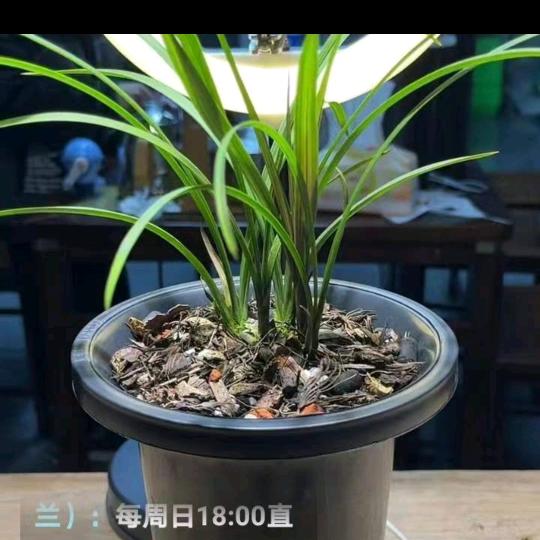 舒哥