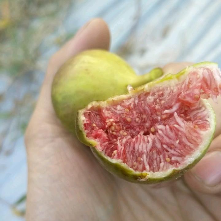 蓬溪龙洞无花果