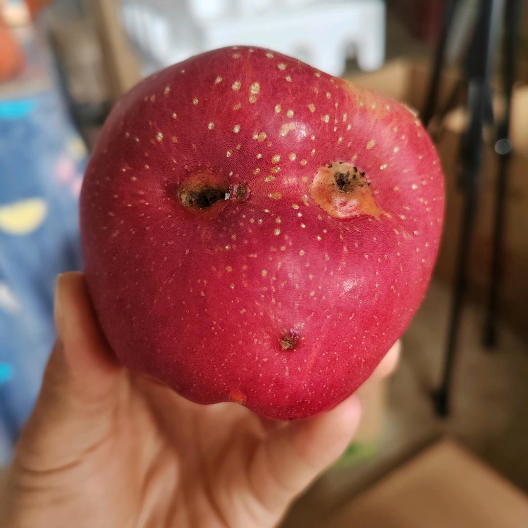 陈瑶家的昭通苹果