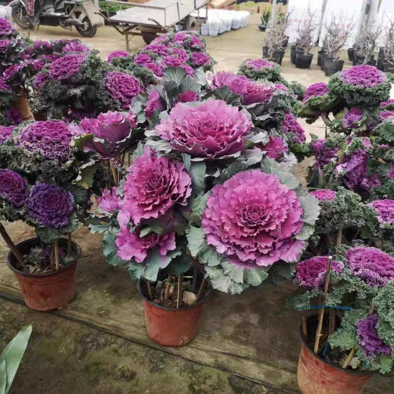 花心思园艺基地