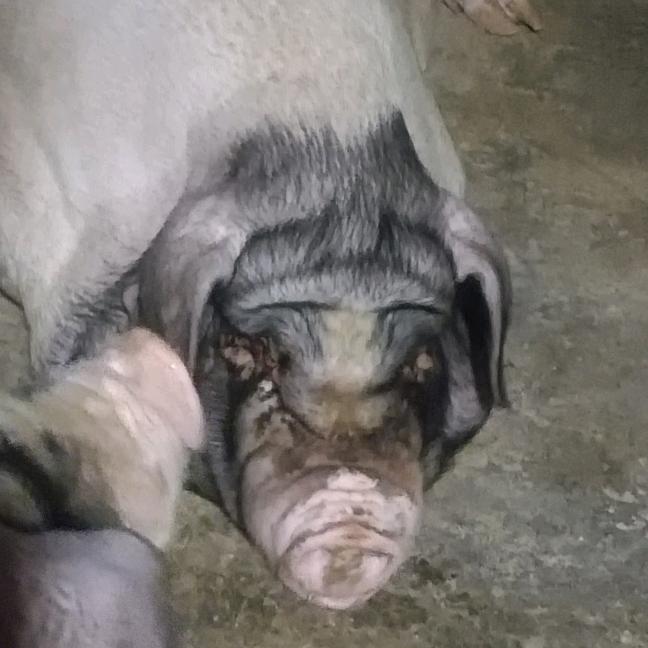 湘邵《乡村》熟食黑猪生态养殖