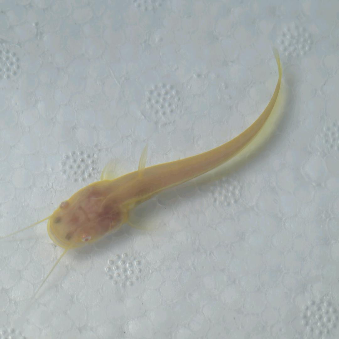 辛林间🐟战场