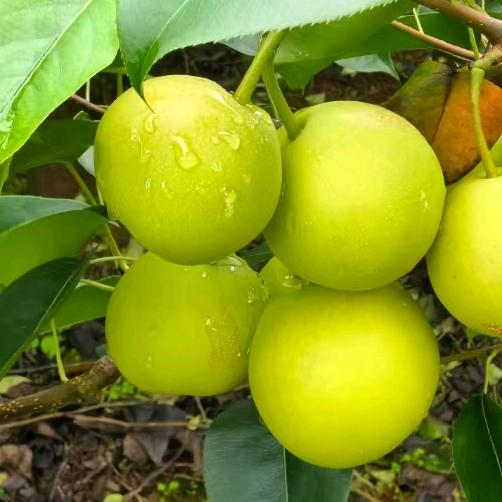 泸西高原梨代办