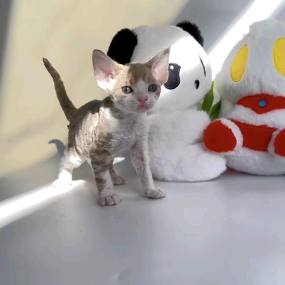周周家猫舍