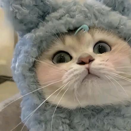 小蘑菇