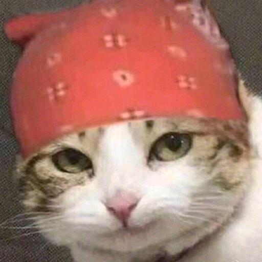 -懒狗今天背单词了吗-