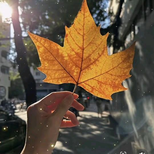 💐এ᭄浅笑不语꧔ꦿ᭄🌺: