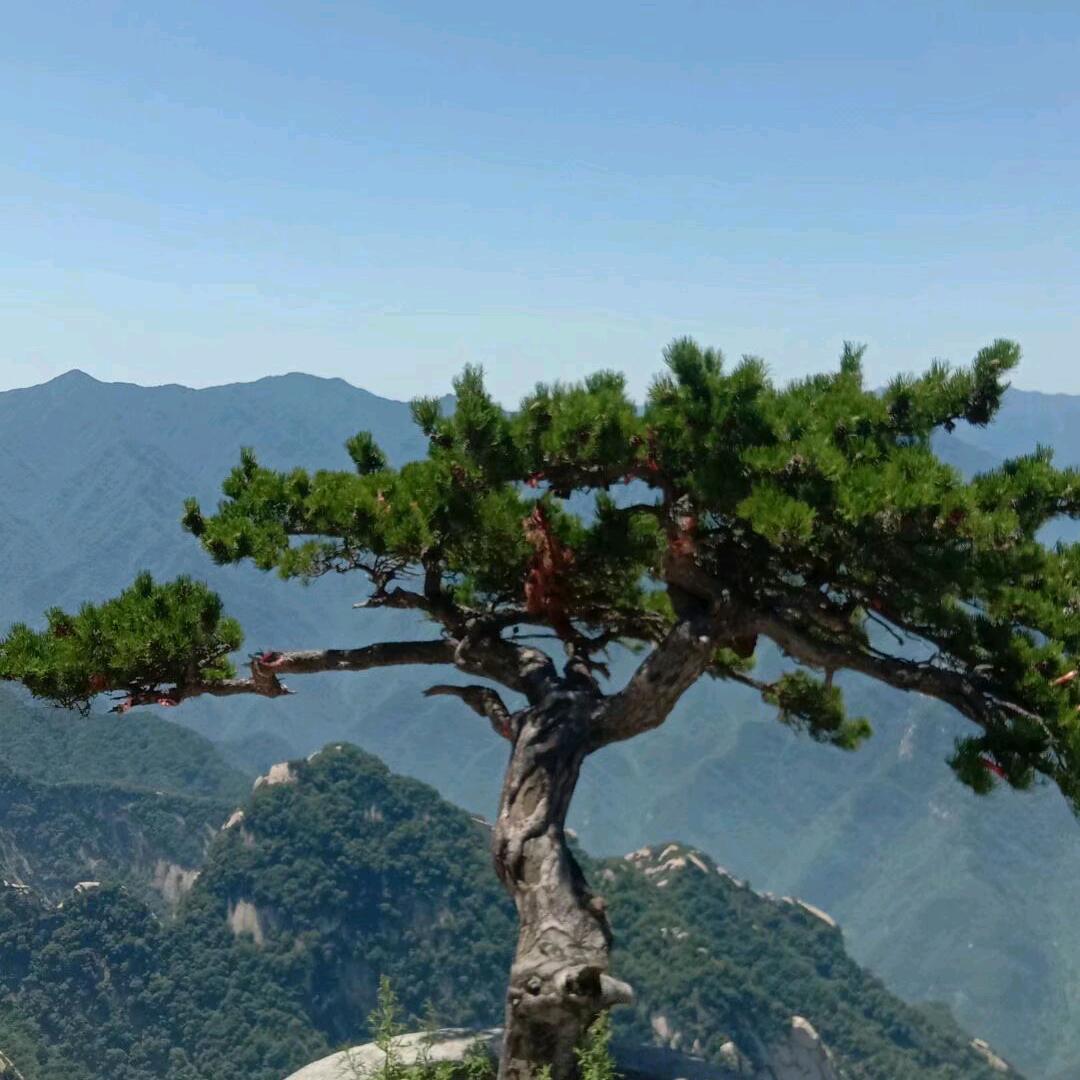 我心无悔，