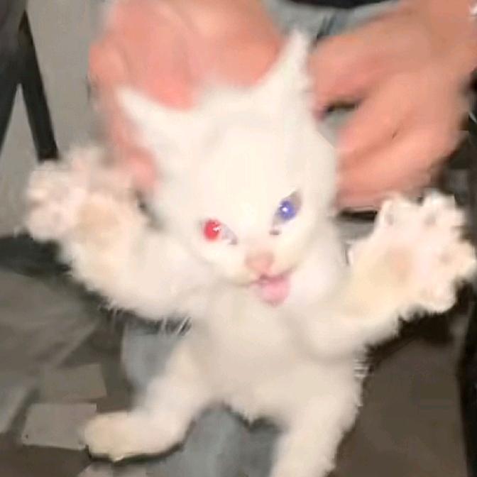 无敌神威小猫
