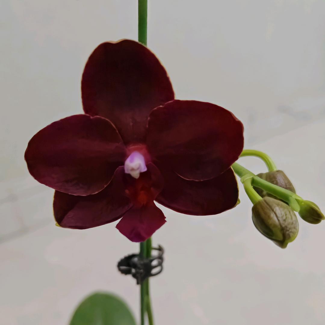 开心✧٩(ˊωˋ*)و✧